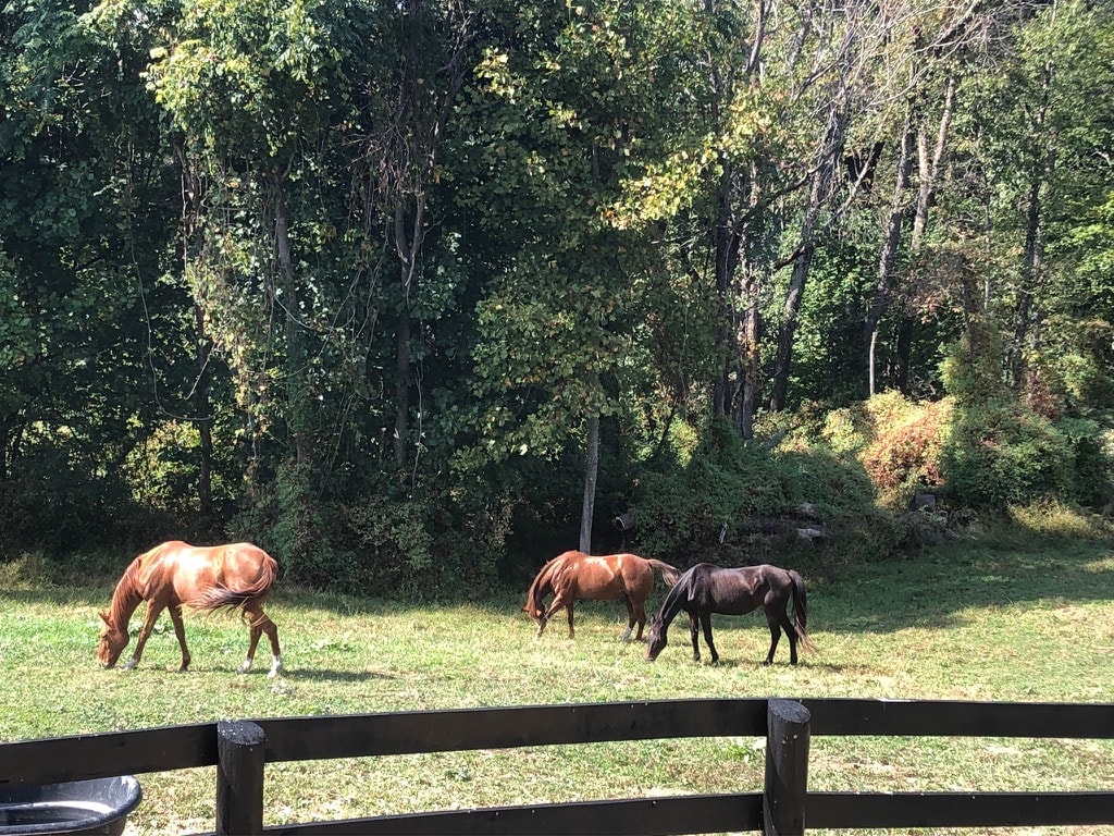 Equine Experience