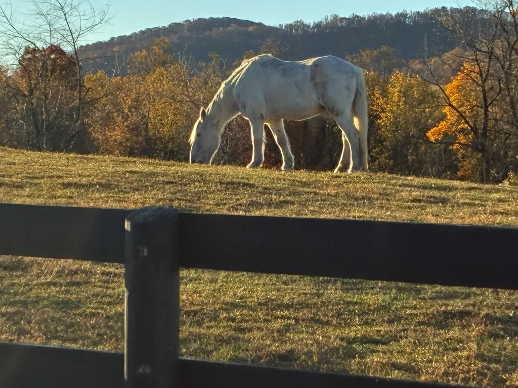 Bay horse in stall looking over door