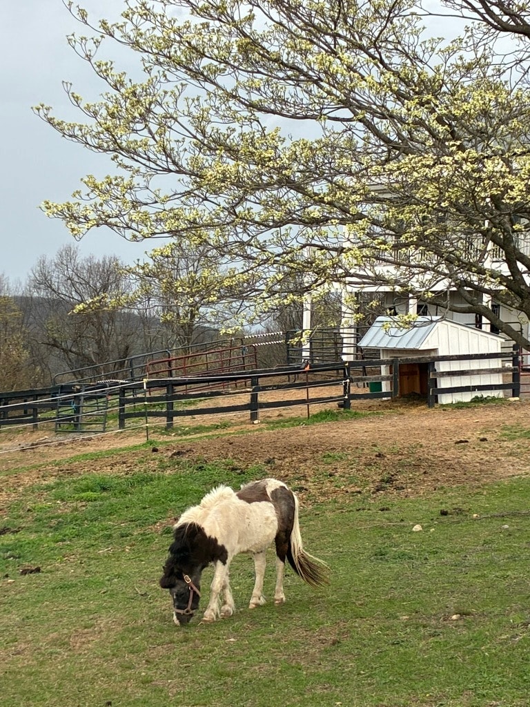 Black horse in stall with teal rope